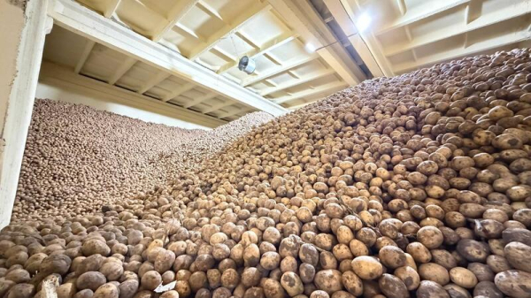 В Степногорске расширяется производство картофеля В Степногорске расширяется производство картофеля