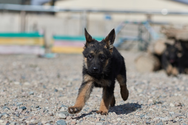 Щенки тоже готовы служить стране: в Нацгвардии увеличивается число породистых служебных собак Щенки тоже готовы служить стране: в Нацгвардии увеличивается число породистых служебных собак