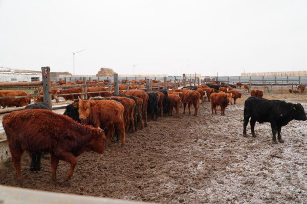 В Ерейментауском районе формируется крупный мясной кластер