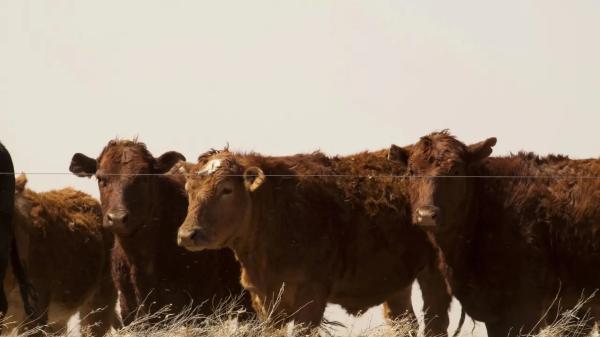 Причину массового падежа скота в Акмолинской области назвали в Комитете ветконтроля
Причину массового падежа скота в Акмолинской области назвали в Комитете ветконтроля