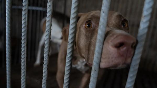 Бездомные животные остались без света и тепла после пожара в приюте Семея
Бездомные животные остались без света и тепла после пожара в приюте Семея