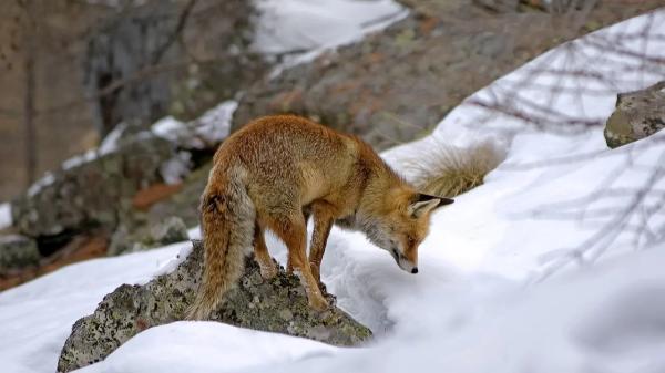 Ограничения из-за бешеной лисы ввели в селе Акмолинской области
Ограничения из-за бешеной лисы ввели в селе Акмолинской области