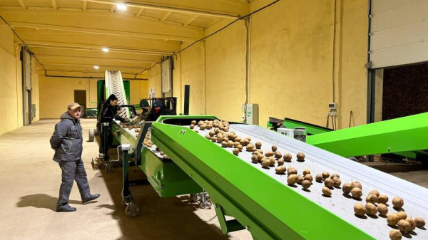 В Степногорске расширяется производство картофеля В Степногорске расширяется производство картофеля