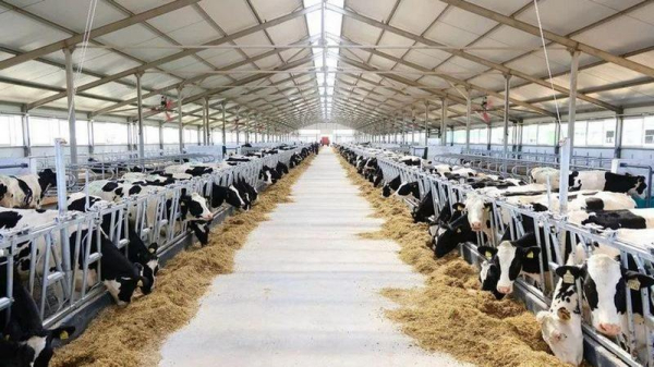 Урожай зерна и картофеля: агросектор Карагандинской области демонстрирует рост