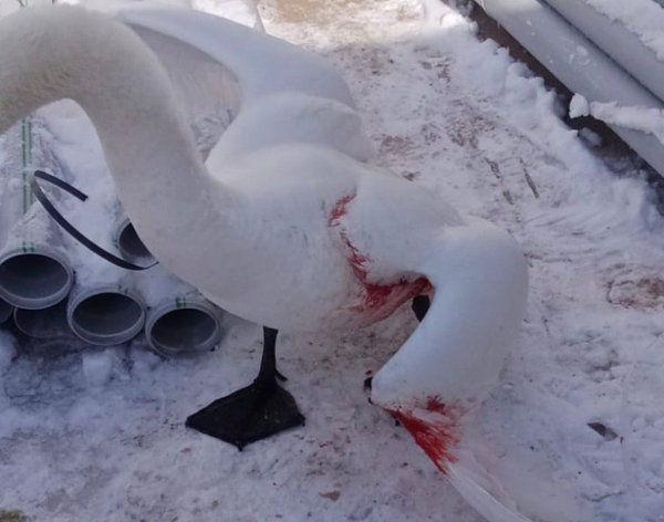 
В Актау ветеринары спасли лебедя с переломом крыла
