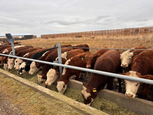 В Казахстане создан Союз животноводов В Казахстане создан Союз животноводов