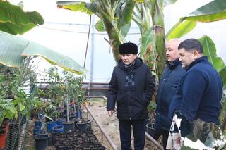 В САРЫАГАШСКОМ РАЙОНЕ ВЫРАЩИВАЮТ ВСЕМИРНО ИЗВЕСТНЫЙ СОРТ БАНАНОВ «КАВЕНДИШ» В САРЫАГАШСКОМ РАЙОНЕ ВЫРАЩИВАЮТ ВСЕМИРНО ИЗВЕСТНЫЙ СОРТ БАНАНОВ «КАВЕНДИШ»