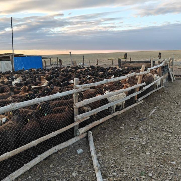 5 тысяч голов КРС: в области Абай реализовали агропроект 5 тысяч голов КРС: в области Абай реализовали агропроект