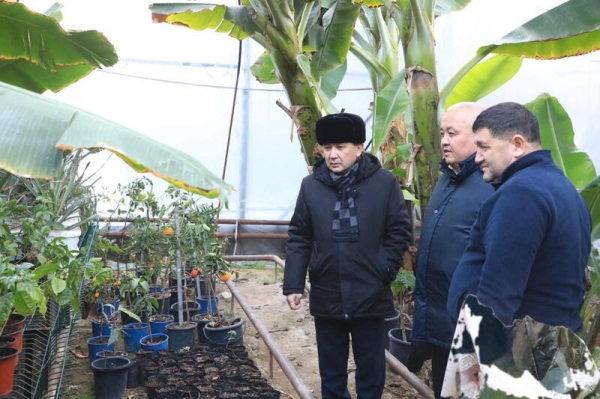 В САРЫАГАШСКОМ РАЙОНЕ ВЫРАЩИВАЮТ ВСЕМИРНО ИЗВЕСТНЫЙ СОРТ БАНАНОВ «КАВЕНДИШ» В САРЫАГАШСКОМ РАЙОНЕ ВЫРАЩИВАЮТ ВСЕМИРНО ИЗВЕСТНЫЙ СОРТ БАНАНОВ «КАВЕНДИШ»