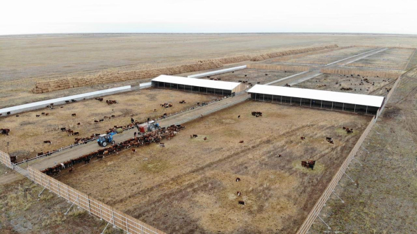 5 тысяч голов КРС: в области Абай реализовали агропроект 5 тысяч голов КРС: в области Абай реализовали агропроект