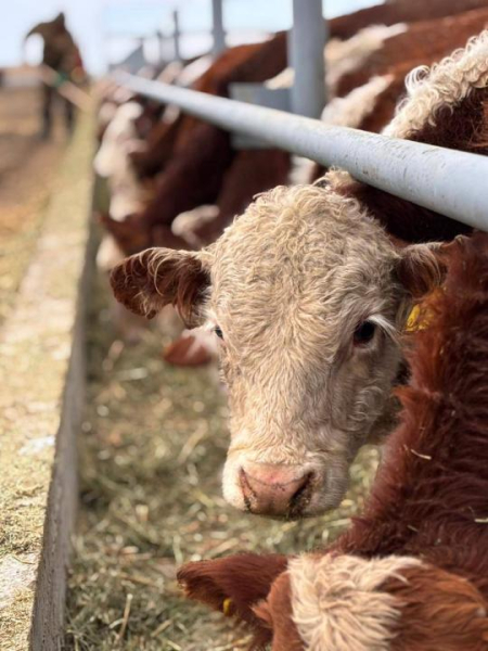 5 тысяч голов КРС: в области Абай реализовали агропроект 5 тысяч голов КРС: в области Абай реализовали агропроект