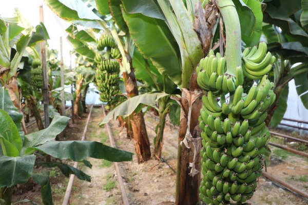 В САРЫАГАШСКОМ РАЙОНЕ ВЫРАЩИВАЮТ ВСЕМИРНО ИЗВЕСТНЫЙ СОРТ БАНАНОВ «КАВЕНДИШ» В САРЫАГАШСКОМ РАЙОНЕ ВЫРАЩИВАЮТ ВСЕМИРНО ИЗВЕСТНЫЙ СОРТ БАНАНОВ «КАВЕНДИШ»