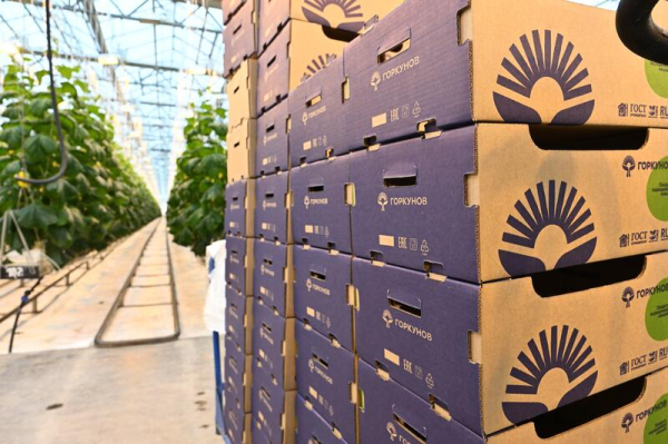 Делегация ВКО ознакомилась с работой крупной теплицы в Барнауле