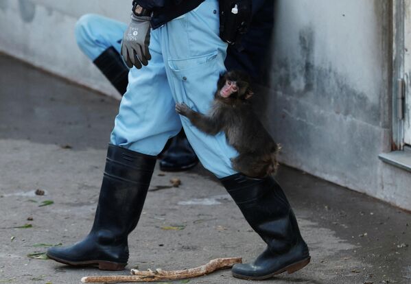 "Плюшевая мама", или История самой грустной обезьянки в мире по кличке Панч. Фото