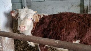 ТОО &laquo;ПЗ Балкашинский&raquo; Сандыктауского района укрепляет позиции одного из ведущих племенных хозяйств региона