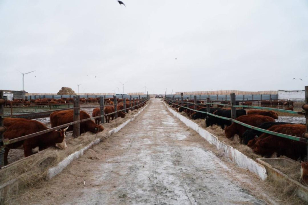 Как агроинвестиции меняют экономику Акмолинской области