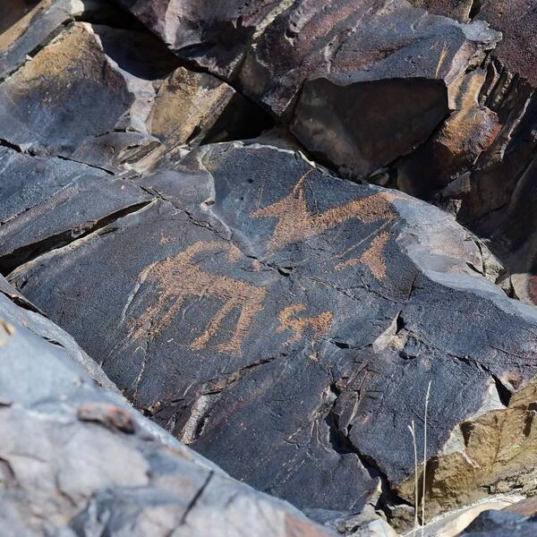 В этом году в области Жетісу создадут три экопарка В этом году в области Жетісу создадут три экопарка