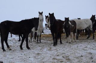 В ТОО &laquo;Агро LAKE&raquo; из Сандыктауского района развивается животноводство