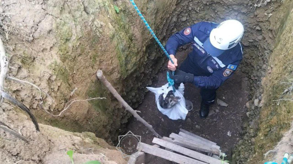 То, что редко попадает в заголовки: как спасатели МЧС помогают животным