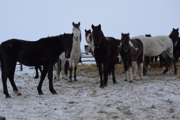 В ТОО &laquo;Агро LAKE&raquo; из Сандыктауского района развивается животноводство