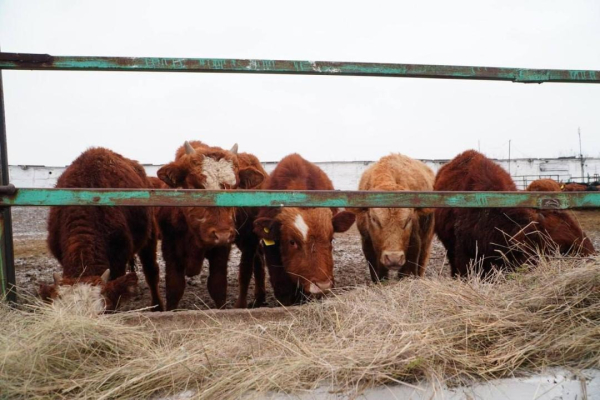 Как агроинвестиции меняют экономику Акмолинской области