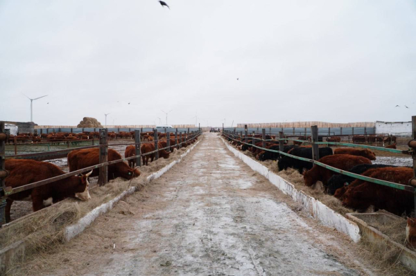 В Акмолинскую область завезено 4 300 голов КРС калмыцкой породы