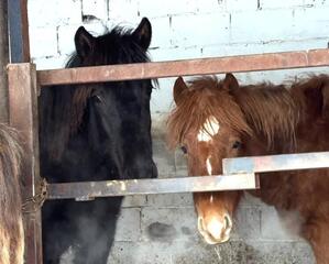 История предпринимательницы из Акмолинской области, превратившей семейные традиции в успешный бренд