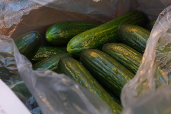 Делегация ВКО ознакомилась с работой крупнейшей теплицы в Барнауле