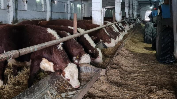 ТОО &laquo;ПЗ Балкашинский&raquo; Сандыктауского района укрепляет позиции одного из ведущих племенных хозяйств региона