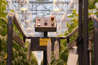 Делегация ВКО ознакомилась с работой крупнейшей теплицы в Барнауле