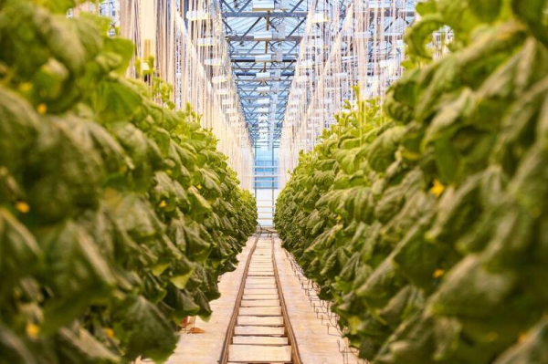 Делегация ВКО ознакомилась с работой крупнейшей теплицы в Барнауле