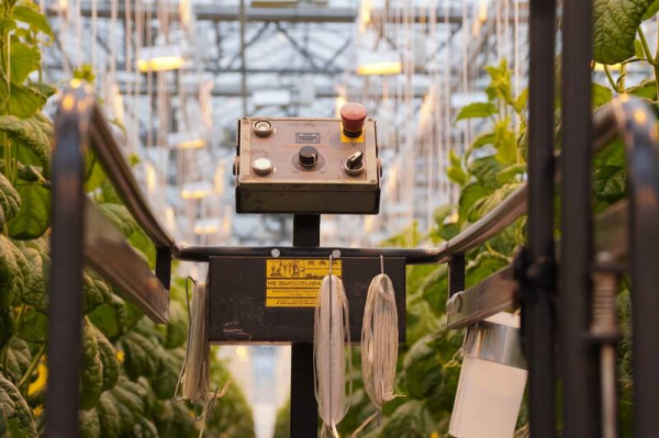 Делегация ВКО ознакомилась с работой крупнейшей теплицы в Барнауле