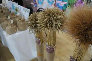 Конференция-выставка &laquo;День семян &ndash; Тұқым-2026. Атбасар&raquo; прошла в Акмолинской области