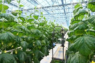 Делегация ВКО ознакомилась с работой крупной теплицы в Барнауле