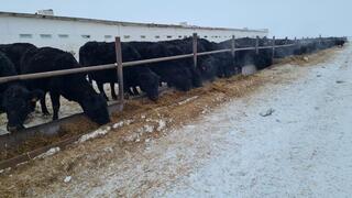 ТОО &laquo;ПЗ Балкашинский&raquo; Сандыктауского района укрепляет позиции одного из ведущих племенных хозяйств региона