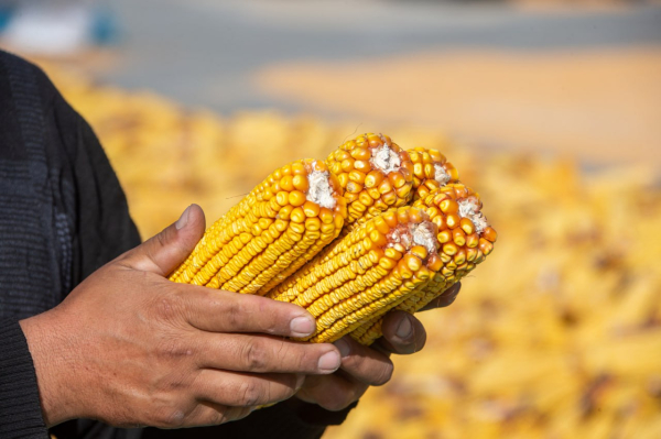 Казахстан делает ставку на глубокую переработку сельхозпродукции