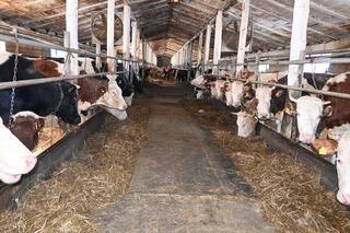 В ТОО &laquo;Агро LAKE&raquo; из Сандыктауского района развивается животноводство