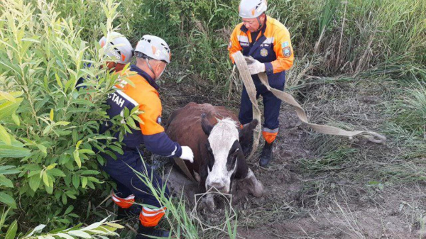То, что редко попадает в заголовки: как спасатели МЧС помогают животным