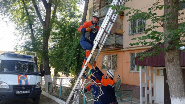 То, что редко попадает в заголовки: как спасатели МЧС помогают животным