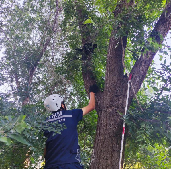 
Важна каждая жизнь: более 400 животных спасли сотрудники МЧС РК в 2025 году
