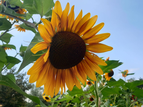 В Казахстане предлагают поэтапно отменить экспортную пошлину на подсолнечник В Казахстане предлагают поэтапно отменить экспортную пошлину на подсолнечник