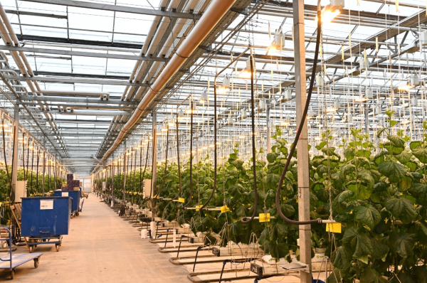 Новые возможности: ВКО и Алтайский край расширяют экономические связи Новые возможности: ВКО и Алтайский край расширяют экономические связи