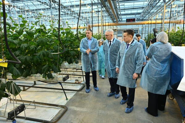 Делегация ВКО ознакомилась с работой крупнейшей теплицы в Барнауле