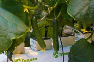 Делегация ВКО ознакомилась с работой крупнейшей теплицы в Барнауле