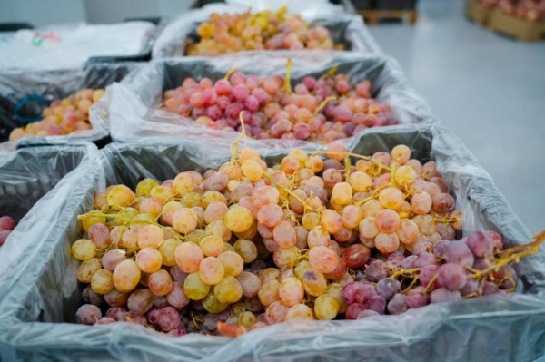 Прямо от фермеров: в Астане продолжается городская сельхозярмарка Прямо от фермеров: в Астане продолжается городская сельхозярмарка