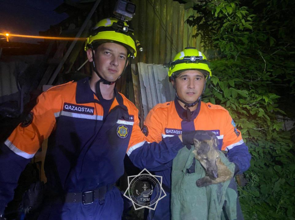 То, что редко попадает в заголовки: как спасатели МЧС помогают животным