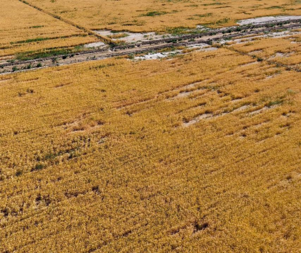 Экономия воды и рост урожайности: результаты Туркестанской области