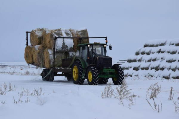 ТОО &laquo;Свободное&raquo; развивает животноводство в Сандыктауском районе