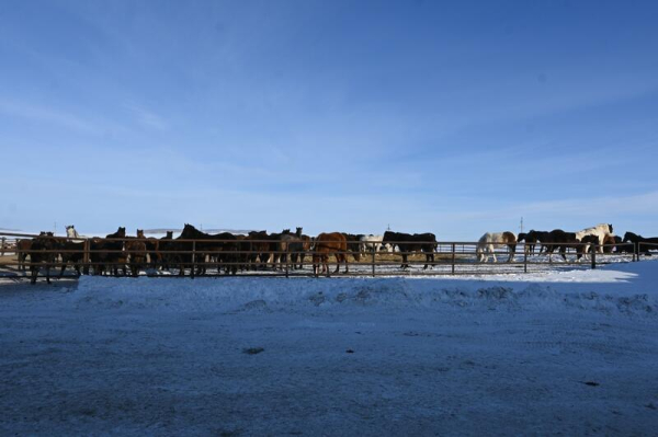 В ТОО &laquo;Агро LAKE&raquo; из Сандыктауского района развивается животноводство