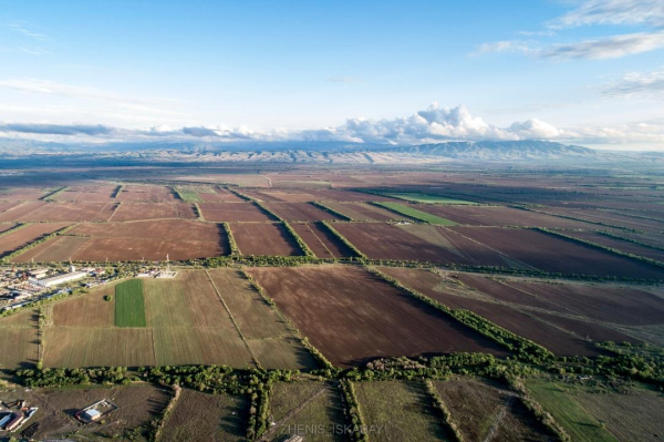 Аграрный рывок Жетісу: как регион наращивает посевы и готовится к большому урожаю Аграрный рывок Жетісу: как регион наращивает посевы и готовится к большому урожаю